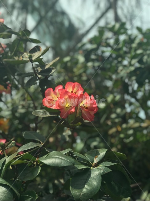 꽃,붉은꽃,작은꽃,smallflower,봄,flower,봄,계절,spring,season,식물,자연,plants,nature,꽃,flower,plant,blossom,geranium,제라늄