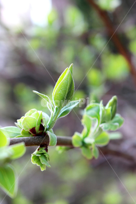 봄,새싹,새순,싱그러움,연두색,어린잎,식물,자연,plants,nature