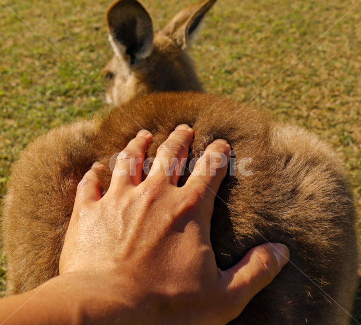 캥거루,호주,kangaroo,austraila,동물,animal,새끼캥거루,toddler,young,캥거루뒷모습,뒷모습,캥거루엉덩이,엉덩이,푹신,포근,fluffy,fur,동물,animal,포유류,mammal