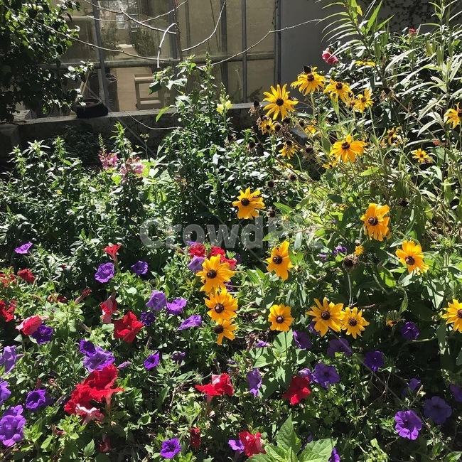 꽃밭,꽃,flowers,plant,식물,풀