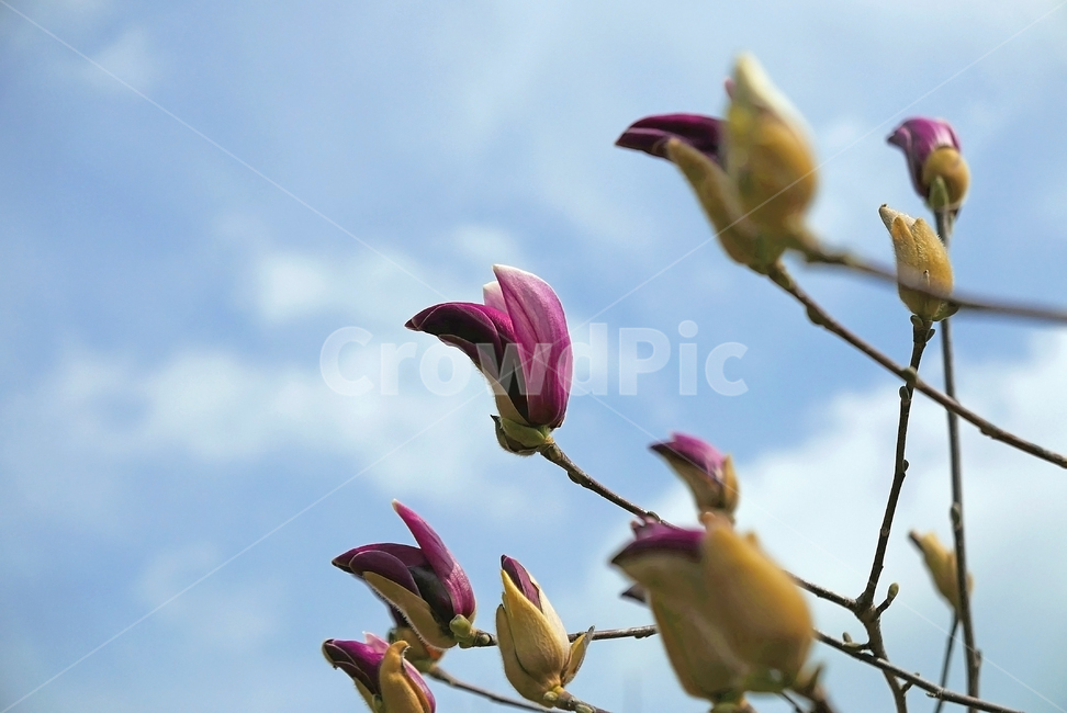 blue sky,forest,data,colony,Tasty,large petal,sauce,magnolia flower,branch,spring,spring flowers,cloud,magnolia,purple flower,new spring,petal,flower bud,affix,sight,sky,green,sprout,nature,new sprout,tree,often,leaf,flower,single,outdoor,bud,environment,