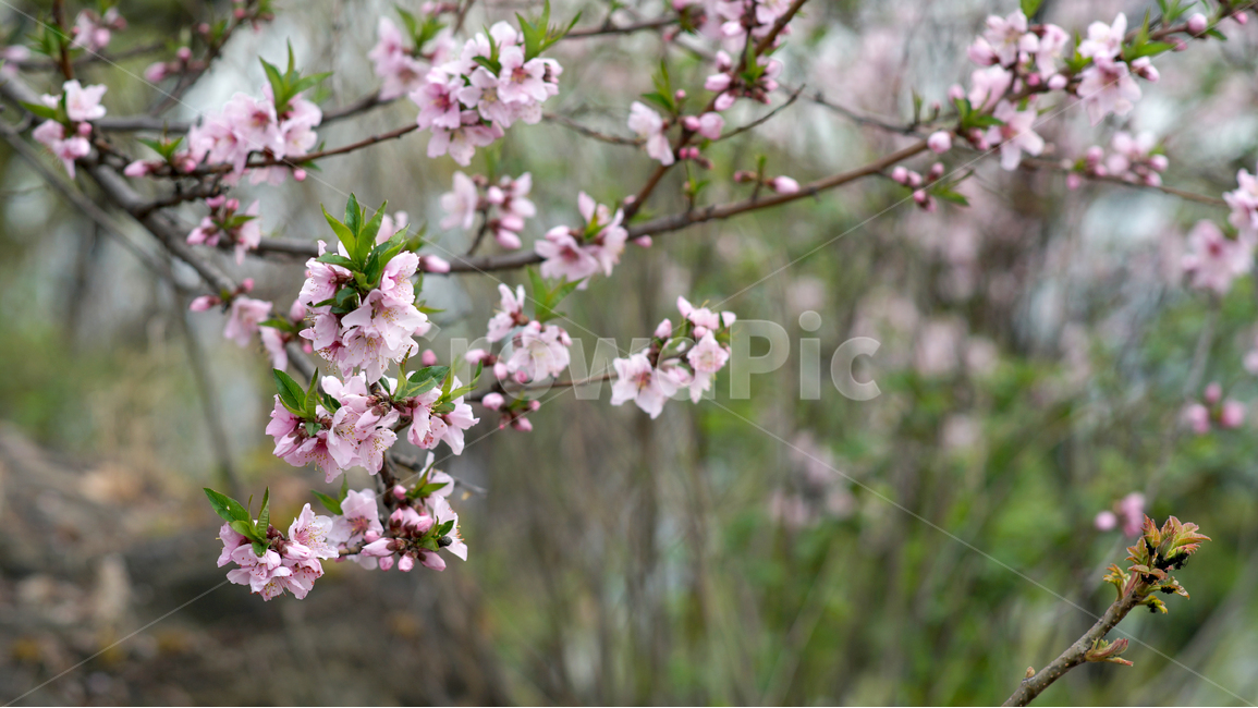 남산,산책로,벛꽃,따사로운봄,연분홍,봄,계절,spring,season,식물,자연,plants,nature,꽃,flower,plant,blossom