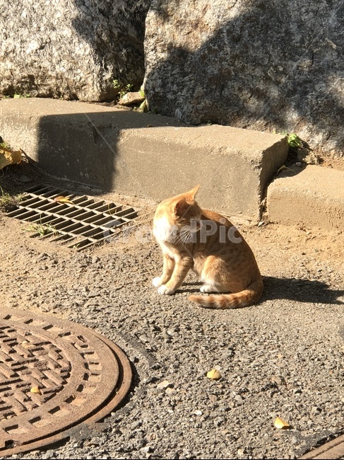 야생고양이,고양이,코숏,길고양이,cat,koreancat,yellowcat,browncat,wildcat,가을,분위기,kitty,kitten,동물,animal,길냥이,냥이,mammal,animals,집사,반려동물,애완동물,streetcat,동물,animal,포유류,mammal,고양이,cat,kitten,kitty