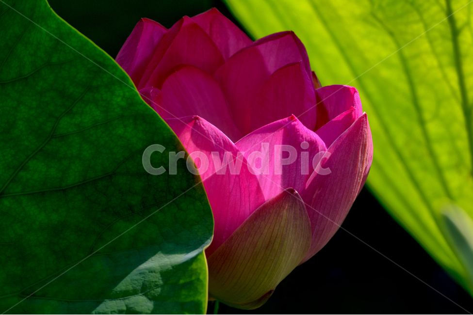 수련,연화,연지,감성,수줍은,연잎,식물,자연,plants,nature,꽃,flower