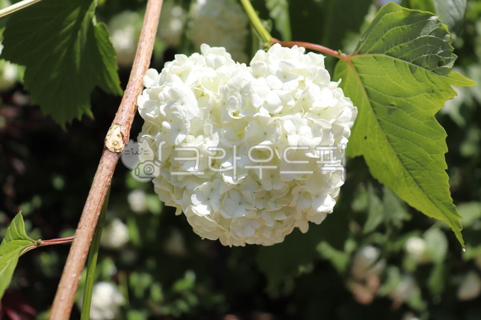 flower,봄꽃,하얀색,불두화,불두화나무,불두화꽃,수국,plant,식물,spring