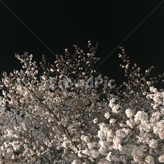 blossom,꽃,flower,밤하늘,벚꽃나무,식물,자연,plants,nature,꽃,flower