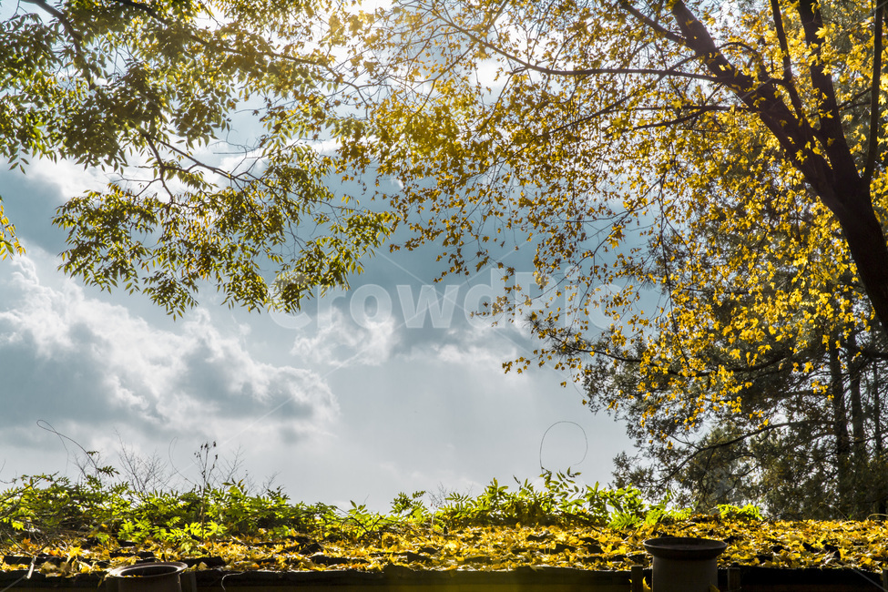 가을,낙엽,단풍,지붕,하늘,가을,계절,fall,autumn,season,자연,풍경,nature,landscape,휴식,힐링,rest,relaxation,healing,tree,나무,plant,식물,tree trunk,나무 줄기