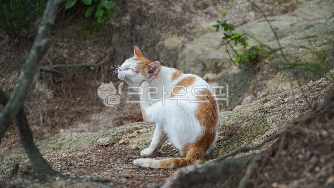 nature,cat,tabby cat,back,wild,mammalia,cute