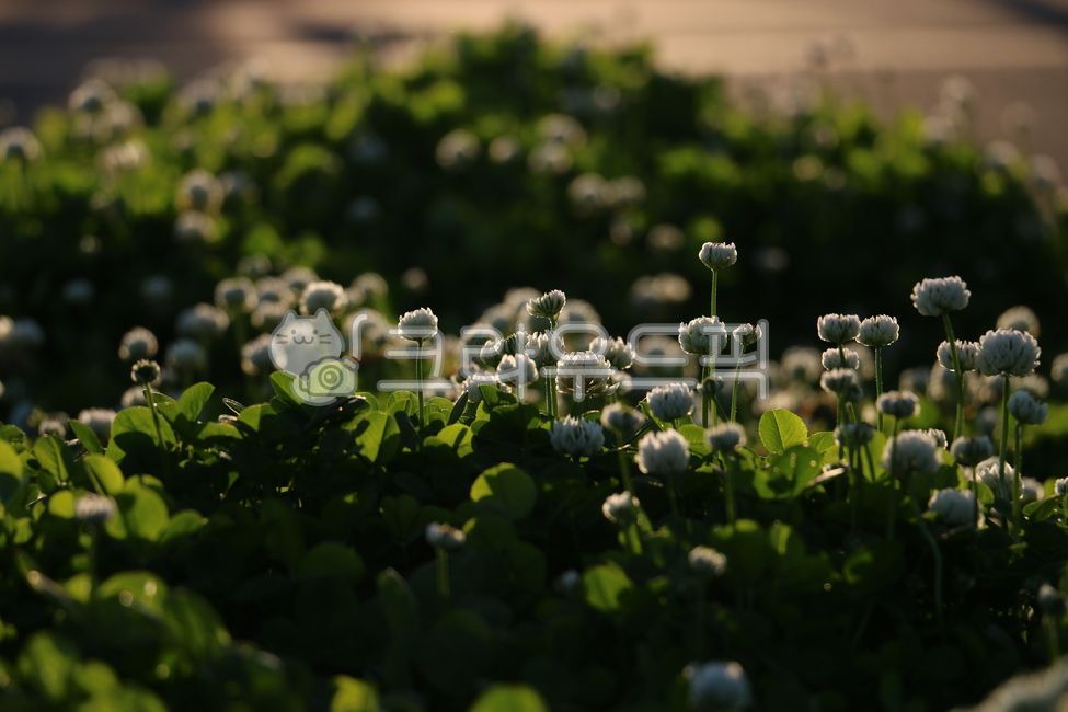 language of flowers,luck,White,four leaf clover flower,plant,flower