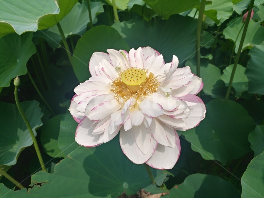 연꽃,꽃,관곡지,식물,흰색,화이트,flower,plant,blossom,식물,자연,plants,nature,꽃,flower