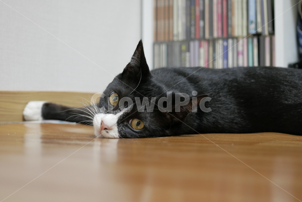 고양이,개냥이,표정,동물,얼굴,귀여운,동물,animal,포유류,mammal,고양이,cat,kitten,kitty