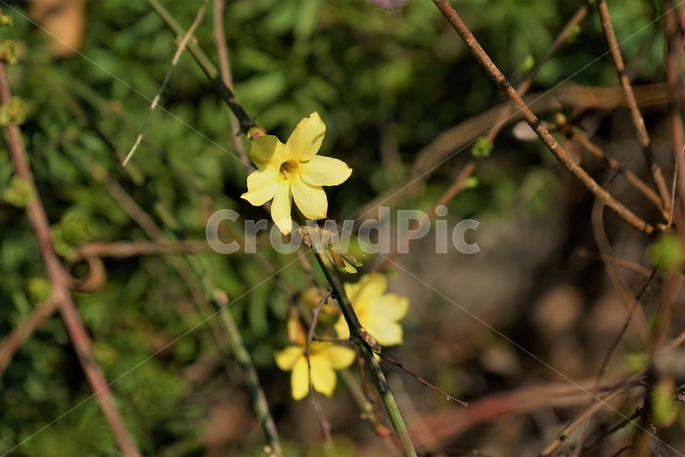 봄,개화,영춘화,노랑,따스함,식물,자연,bloom,nature,plant,flower,spring,season,봄소식,계절소식,식물,자연,plants,nature,꽃,flower
