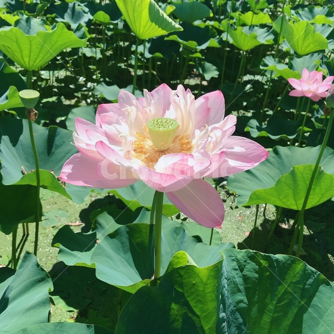 연꽃,연꽃잎,꽃,수련,수초,식물,자연,plants,nature,꽃,flower