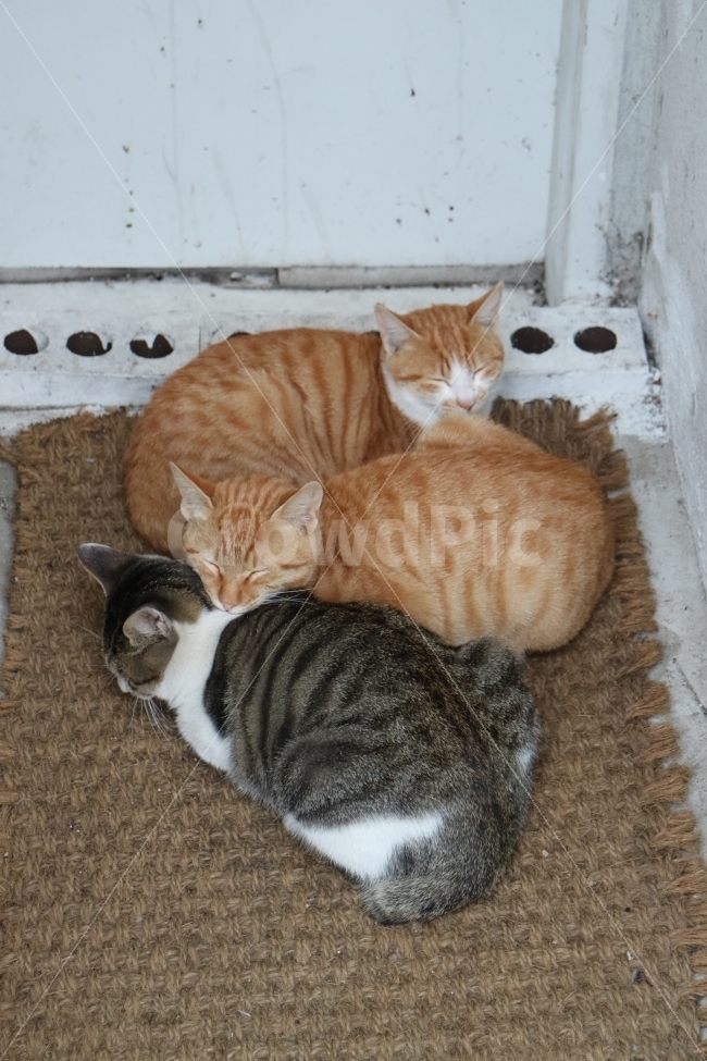 고양이,가족,잠,숙면,동물,동물,animal,포유류,mammal,고양이,cat,kitten,kitty,가족,패밀리,family