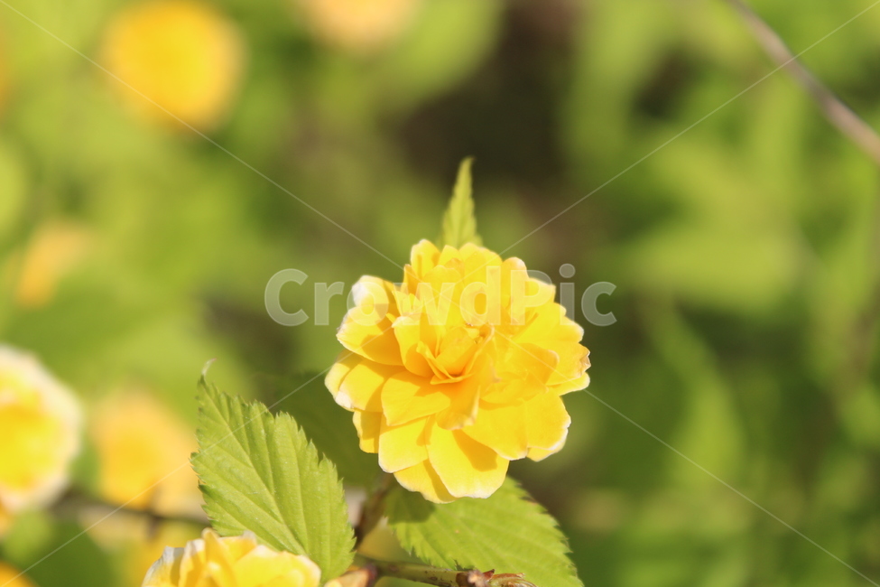 노란색,노란꽃,야생꽃,야외,야외에서핀꽃,식물,자연,plants,nature,꽃,flower