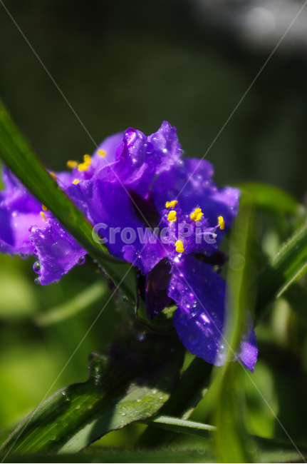 꽃,식물,flower,plant,자주달개비,식물,자연,plants,nature,꽃,flower
