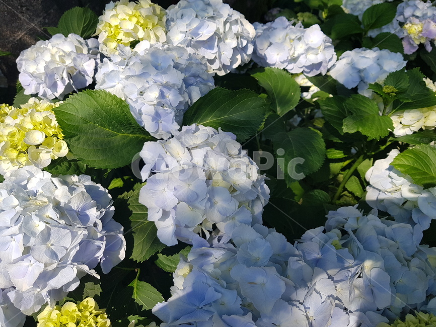 자연,꽃,수국,수국꽃,힐링,여유,식물,자연,plants,nature,꽃,flower
