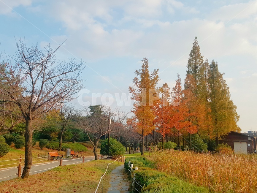 가을,단풍,배경화면,tree,나무,plant,식물,공원,자연,가을하늘,연지공원,가을,계절,fall,autumn,season