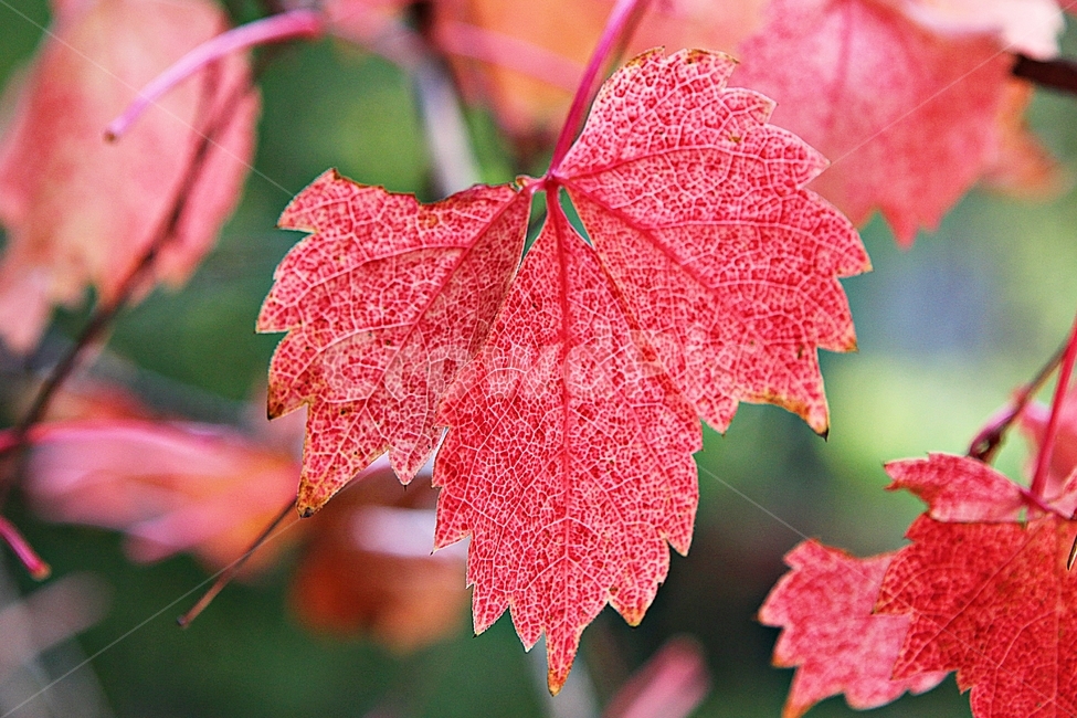 단풍,낙엽,가을,잎,식물,자연,계절,감성,색,색감,넝쿨식물,공원,가을,계절,fall,autumn,season,plant,leaf