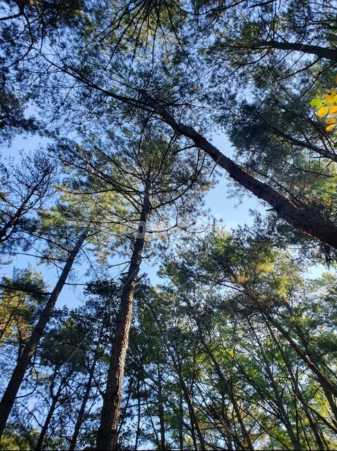 산,자연풍경,하늘,소나무,소나무숲,자연,언덕,구름,가을하늘,파란하늘,nature,outdoors,옥외,countryside,화왕산,암벽,솔잎,솔방울,tree,나무,plant,식물,자연,풍경,nature,landscape,식물,plants,나무,trees,wood