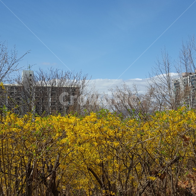 개나리,하늘,봄,용마폭포공원,여유,휴식,도시,풍경,city,landscape,한국도시풍경,한국도시경관,korea cityscape,식물,자연,plants,nature,꽃,flower,outdoors,옥외,grassland,목초지,field,들