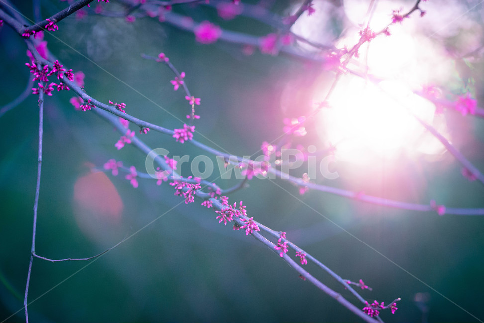 light,빛,flare,플레어,꽃,봄,노을