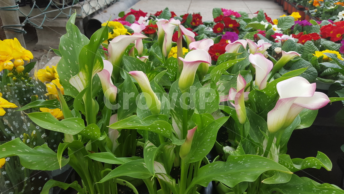 카라,예쁜꽃,식물,절화,plant,flower