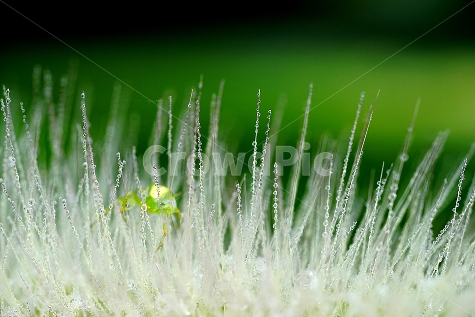 스크렁,들풀,새벽이슬,이슬,아침이슬,식물,자연,plants,nature