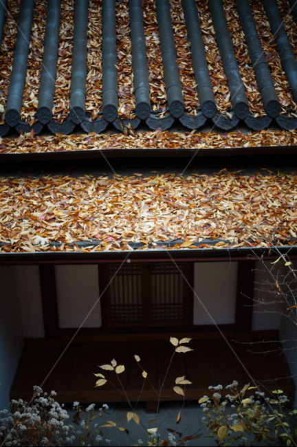 가을,낙엽,단풍,기와,기와지붕,마루,기와집,fall,autumn,fallenleaves,leaves,autumncolors,roof,tileroof,tile,건축물,건물외관,exterior,building,structure,architecture,construction