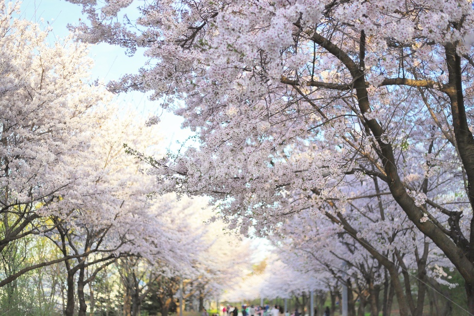 봄,벚꽃,꽃,분홍,spring,sakura,pink,cherryblossom,flower,봄,계절,spring,season,자연,풍경,nature,landscape,식물,plants,나무,trees,wood,plant,blossom,cherry blossom