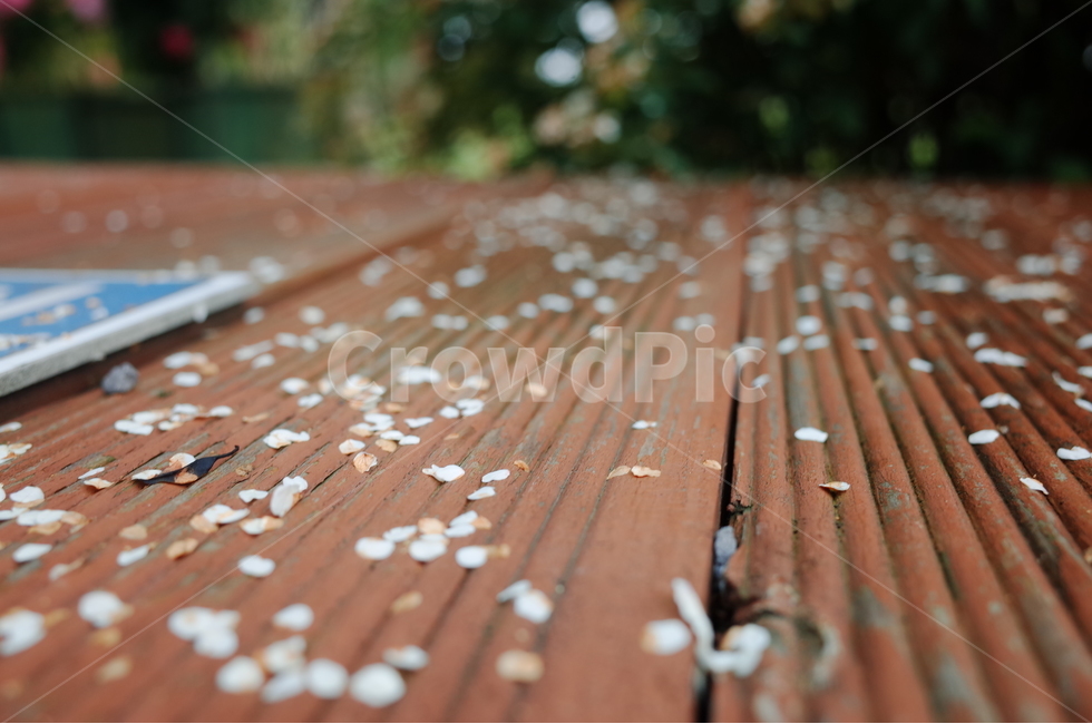꽃잎,꽃,식물,자연,하얀색,나뭇가지,봄,계절,spring,season,꽃,flower,wood,나무,plywood,합판,hardwood,견목