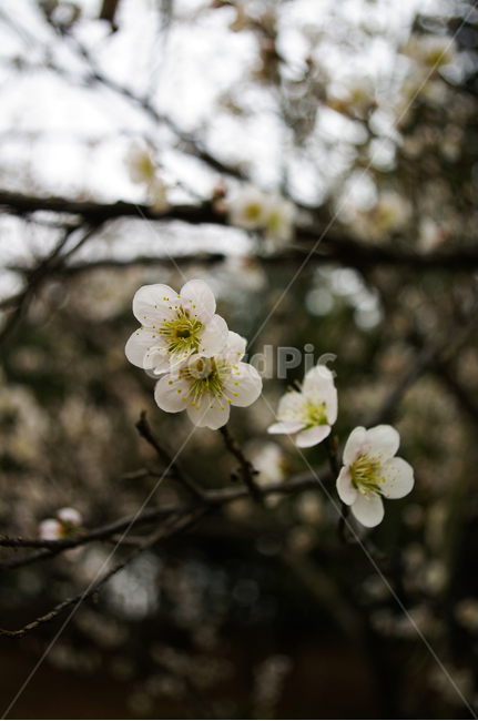 식물,plant,자연,nature,꽃,flower,매화,봄,spring,계절,식물,자연,plants,nature,꽃,flower