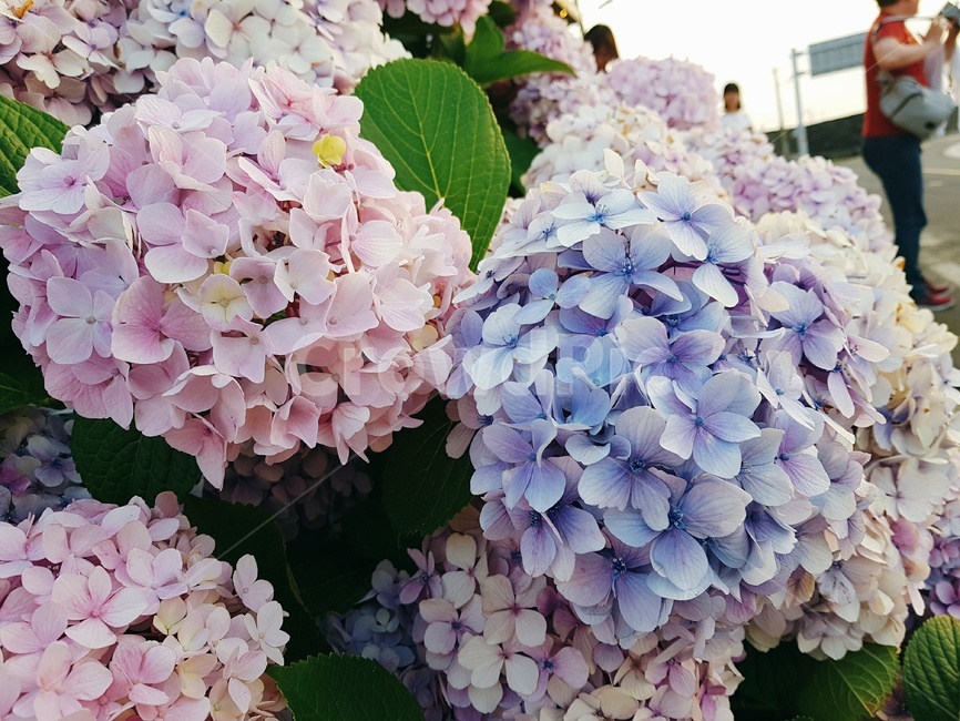 식물,수국,꽃,flower,hydrangea,식물,자연,plants,nature,꽃,flower