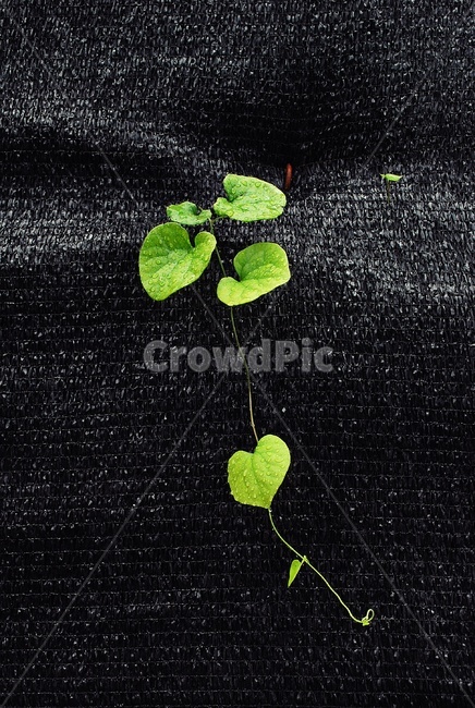 덩쿨,녹색,자연,식물,덩굴식물,아이비,식물,자연,plants,nature