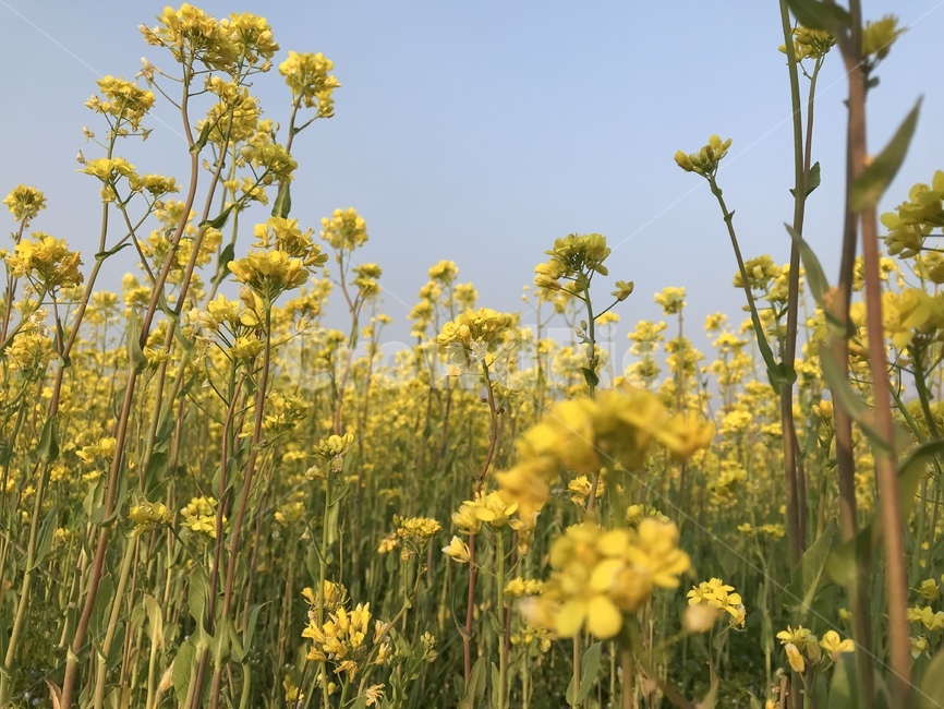 유채꽃,하늘,자연,꽃,노랑,꽃밭,봄,계절,spring,season,field,들