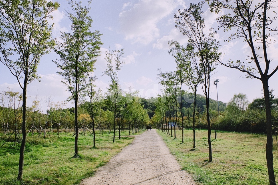 산책로,산책,공원,나무,산,하늘,힐링,여유,path,통로,road,도로