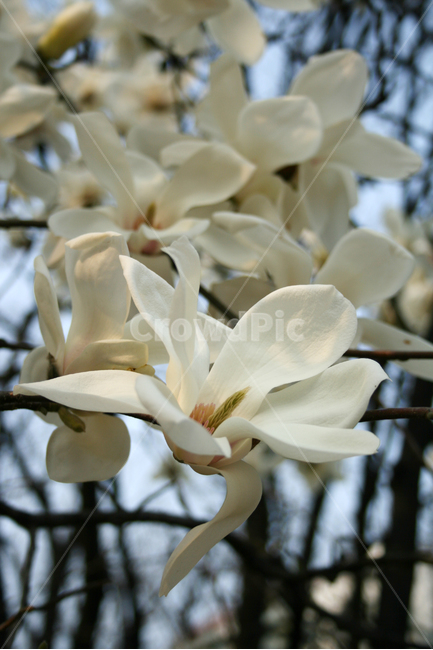 목련,산책,봄,봄날,감성,spring,flower,풍경,식물,꽃,하얀,흰색,white,봄,계절,spring,season,식물,자연,plants,nature,꽃,flower,plant