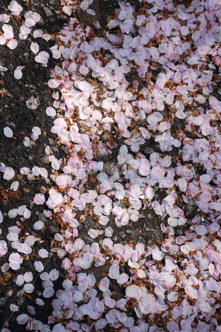 꽃잎,도로,벚꽃,햇살,분홍빛,수많은,꽃,길,그림자,bud,road,cherryblossom,sunshine,pink,alotof,flower,street,shadow