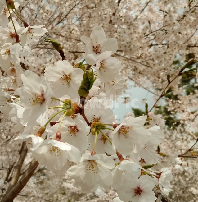 벚꽃,봄,식물,자연,흰색꽃,벚나무,봄,계절,spring,season,plant,flower,꽃,blossom
