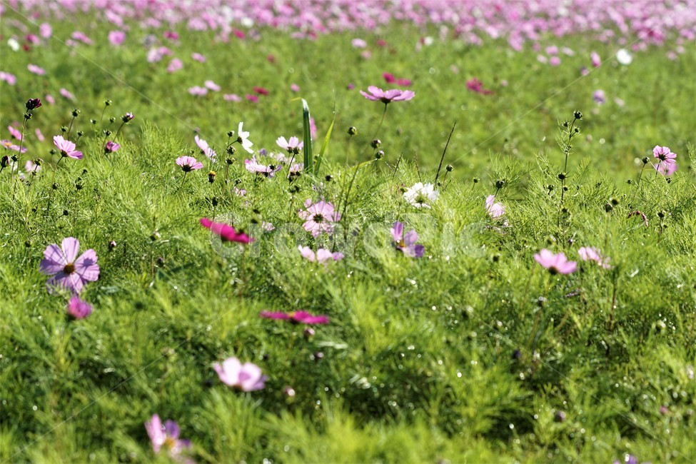 가을,코스모스,꽃,자연,식물,nature,계절,fall,autumn,season,flower,가을,계절,fall,autumn,season,식물,자연,plants,nature,꽃,flower,grassland,목초지,outdoors,옥외,field,들,farm,농장,rural,농촌,meadow