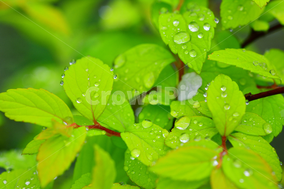 이슬,물방울,풀잎이슬,투명,빗방울,봄비,dew,water,맺히다,방울방울,plant,green,초록,싱그러운,신선한,맑은,아침이슬,해맑은,빗물,초본,영롱한,접사,마크로,클로즈업,fresh,clean,clear,natural,자연,새순,출발,start,시작,어린,연약한,순수,청정,식물,자연,plants,nature