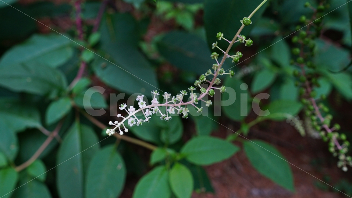 미국자리공,꽃,식물,자연,이파리,나무,플라워,flower,tree,nature,풍경,landscape,식물,자연,plants,nature,꽃,flower