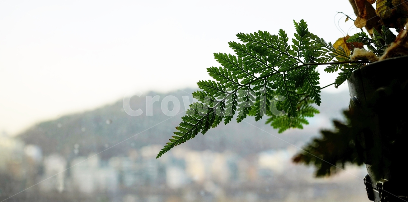 식물,화분,녹색,그린,plant,green,pot,신선,생명,freshness,식물,자연,plants,nature