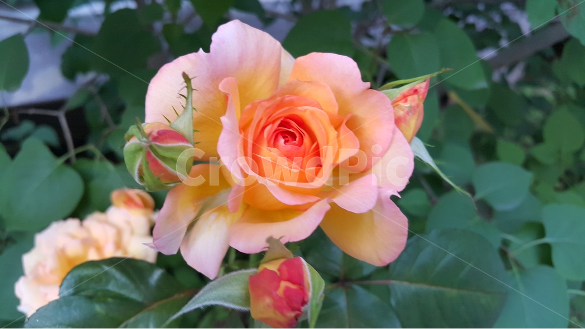자연,장미,꽃,식물,nature,flower,rose,plant,예쁜꽃,leaf,식물,자연,plants,nature,꽃,flower