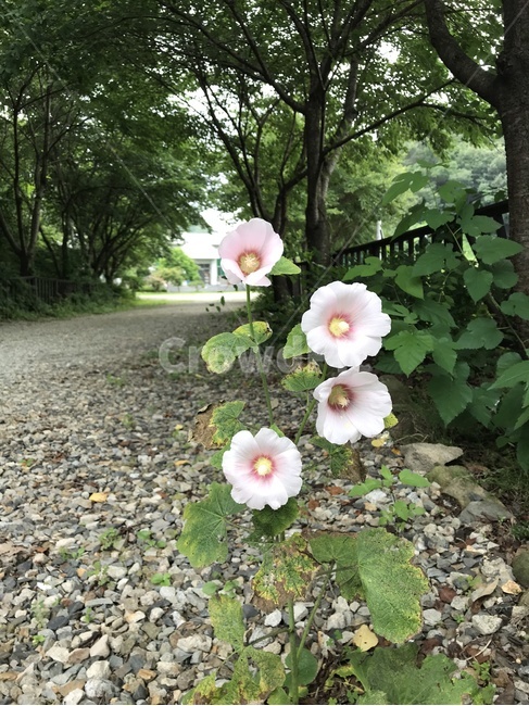 무궁화,꽃,무궁화꽃,식물,자연,식물,자연,plants,nature,꽃,flower