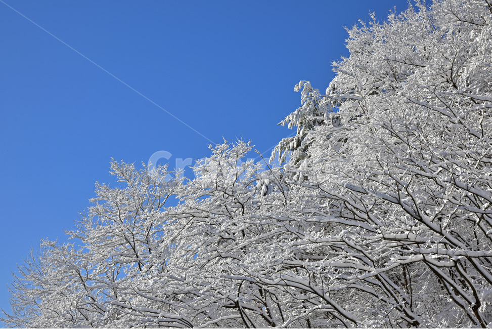 설경,snowylandscape,눈,첫눈,눈꽃,겨울풍경,snow,겨울,계절,winter,season,자연,풍경,nature,landscape,outdoors,옥외