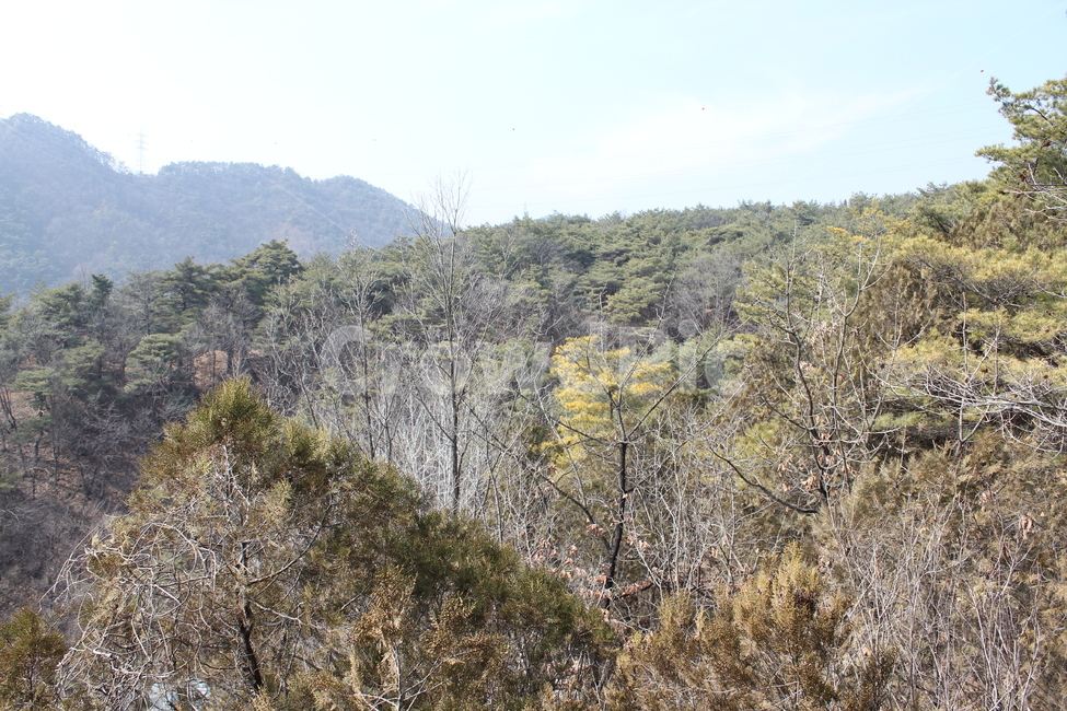 자연,풍경,경치,감성,아름다움,네츄럴,자연,풍경,nature,landscape,tree,나무,plant,식물,fir,전나무,outdoors,옥외