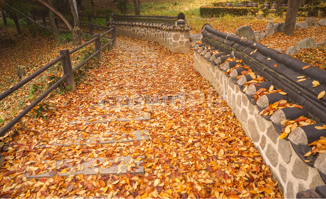 가을,낙엽,잎새,잎,계절,한옥,담장,기와,가을,계절,fall,autumn,season,한국전통,한국문화,korean traditional,korean culture,plant,식물