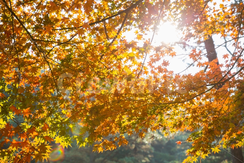단풍,가을,autumn,화창,maple,sunny,햇빛,붉은,red,나뭇잎,leaf,11월,Palmatemaple,손,손바닥,november,가을,계절,fall,autumn,season,식물,자연,plants,nature,나무,trees,wood,잎,plant,tree