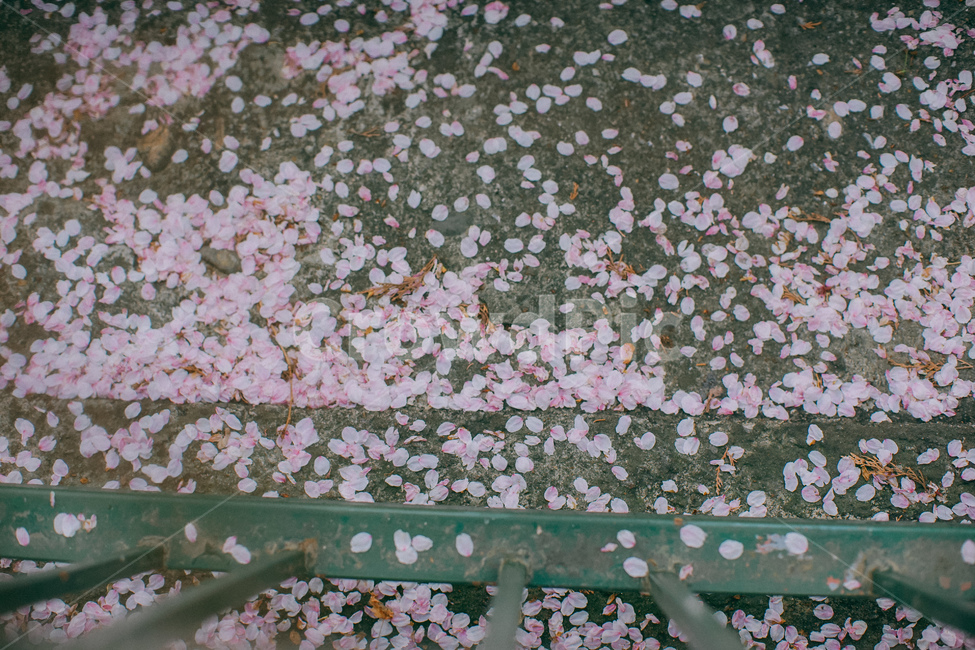 꽃잎,벚꽃,봄,바닥,봄꽃,봄,계절,spring,season,꽃,flower,plant,식물,blossom,petal,cherry blossom